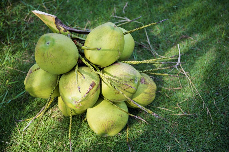 Green coconut stock photo. Image of splashing, water 63339246