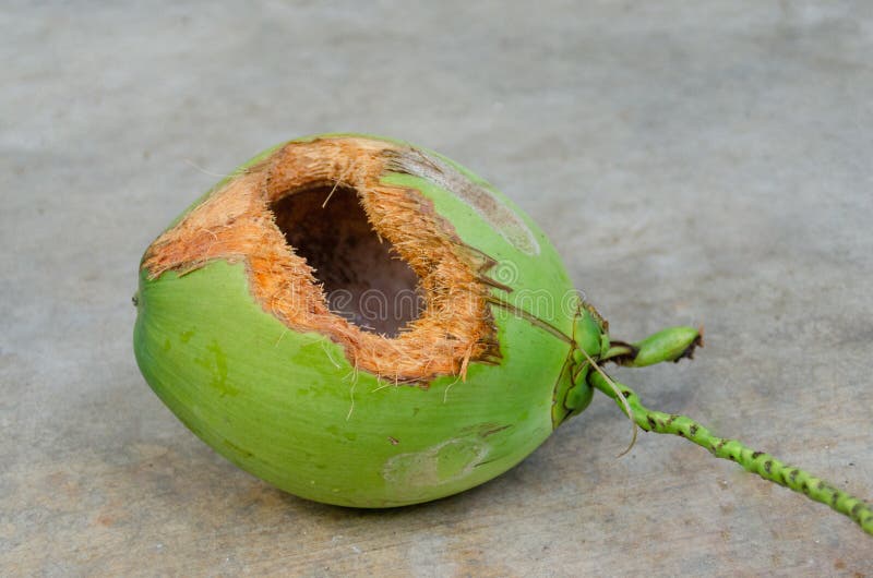 Coconut on the ground stock photo. Image of delicious - 16276574
