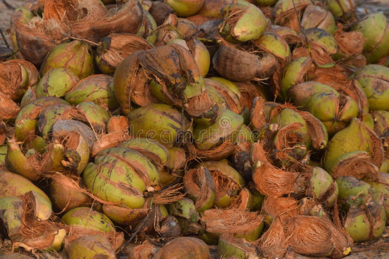 6,702 Coconut Husk Photos Free & RoyaltyFree Stock Photos from