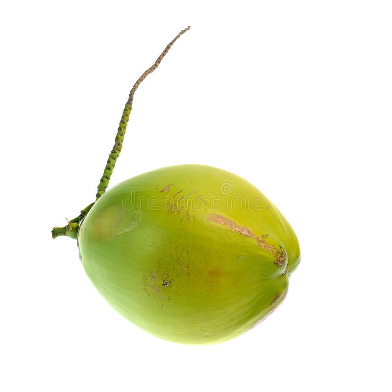 Green coconut at tree stock image. Image of coco, freshness - 24348359