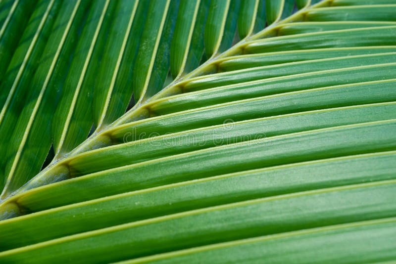 Green coconut leaf stock image. Image of details, paradise 18231373