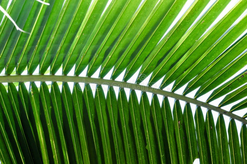 Green coconut leaf pattern stock photo. Image of branch 82195562