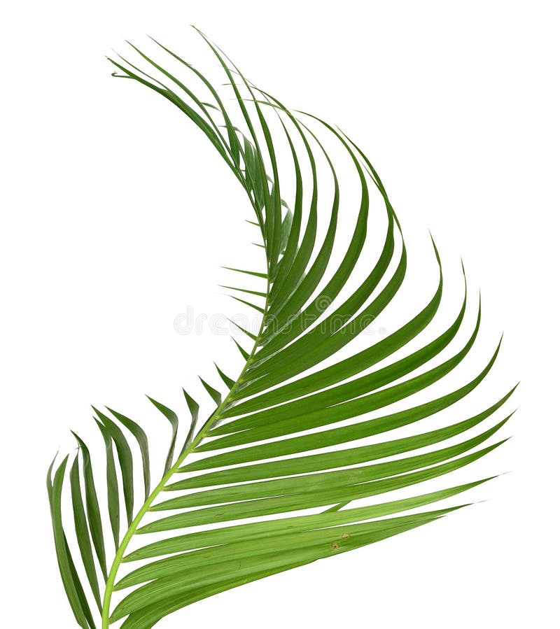 Green Coconut Leaf Isolated. Stock Image Image of branch, graphic