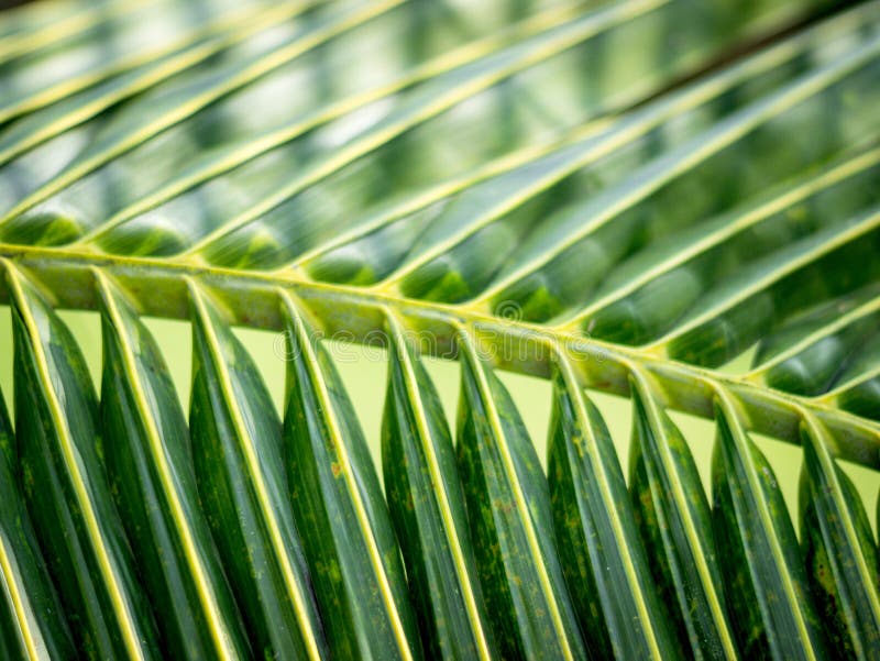 Green Coconut Leaves Arranged Stock Photo Image of foliage, green