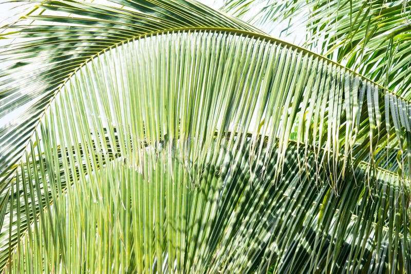 Green Coconut Leaves Background Stock Image Image of forest, coconut