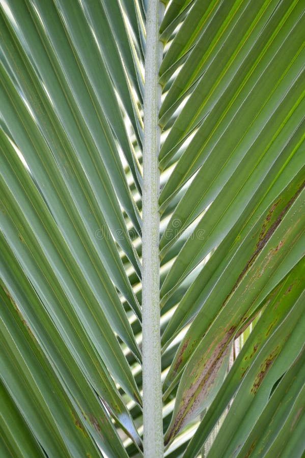 Green coconut leaves stock image. Image of fresh, leaves 79671355