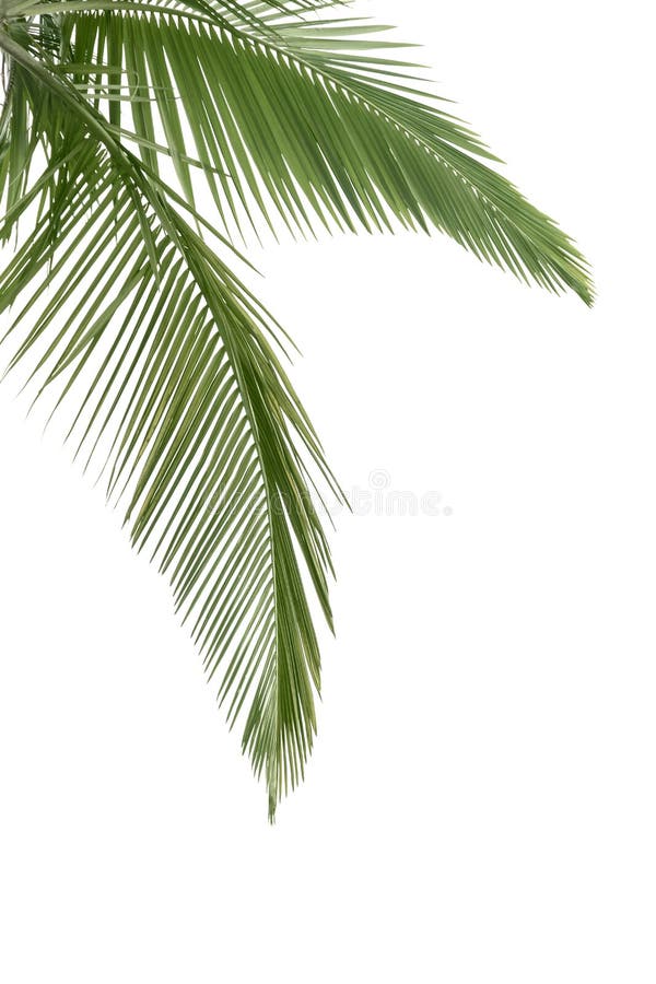 Green coconut leaves stock image. Image of hang, leaf 62573469