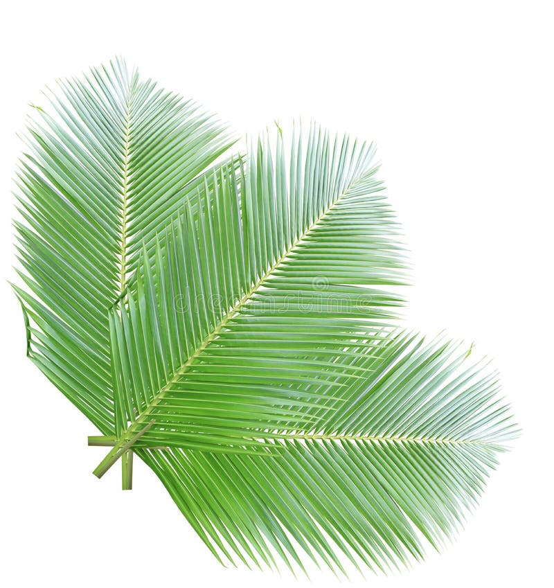 Green Coconut Leaves Border Stock Photo Image of border, branch 38737590