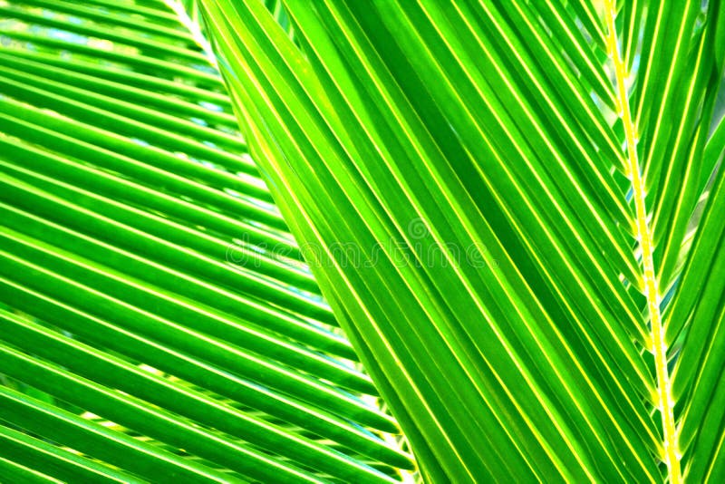Green Coconut Leaves Texture For Background Stock Image Image of