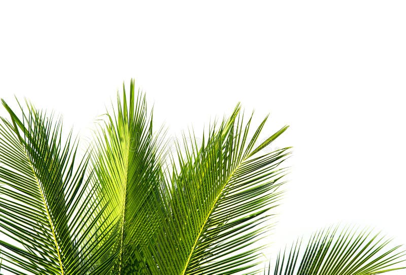 Green coconut palm leaf on white sky background