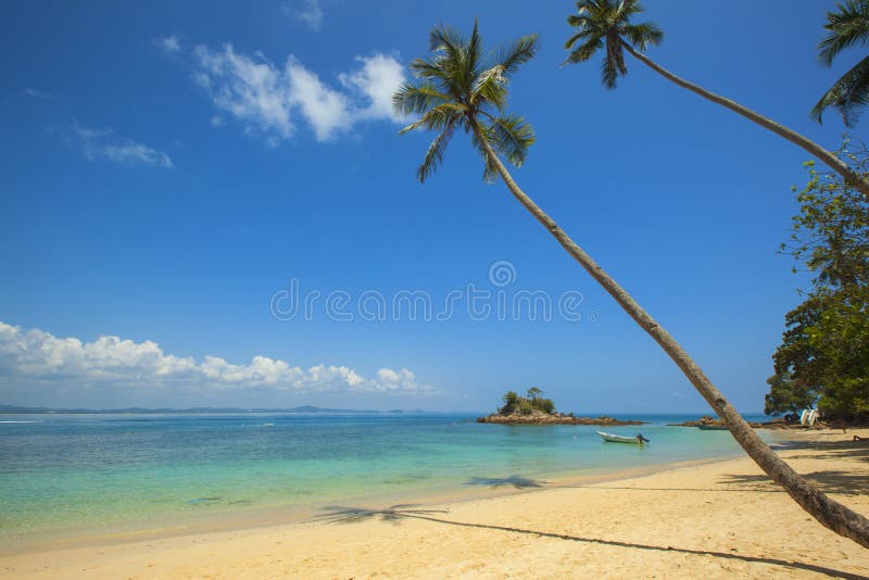 Green Coconut Palm Beside Seashore Under Blue Calm Sky During Daytime Free Public Domain Cc0 Image