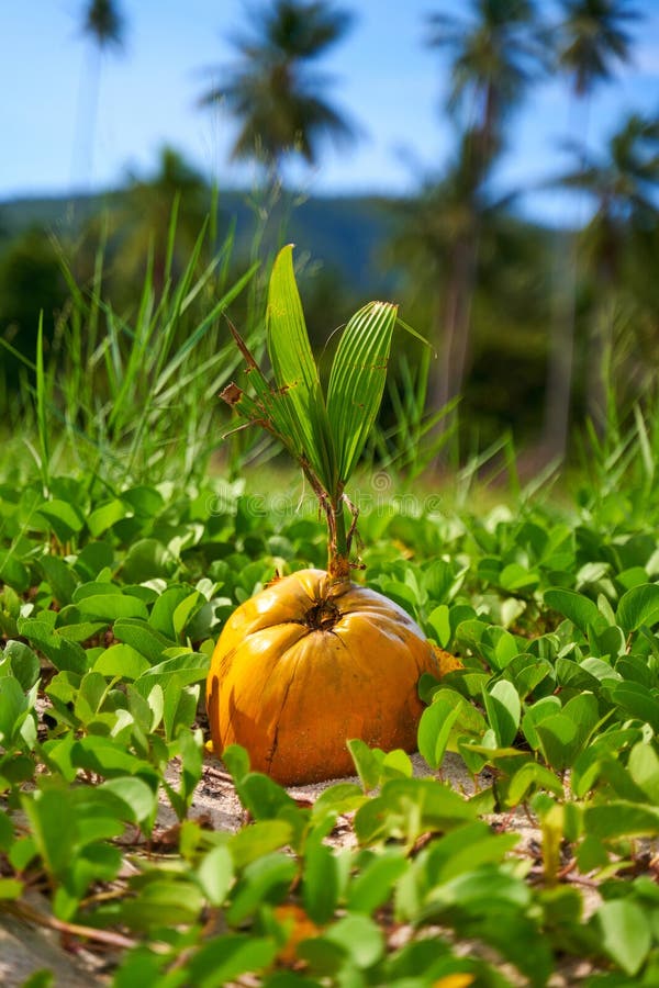 Green Coconut Stem Growing from a Coconut Fallen from a Tree. Breeding