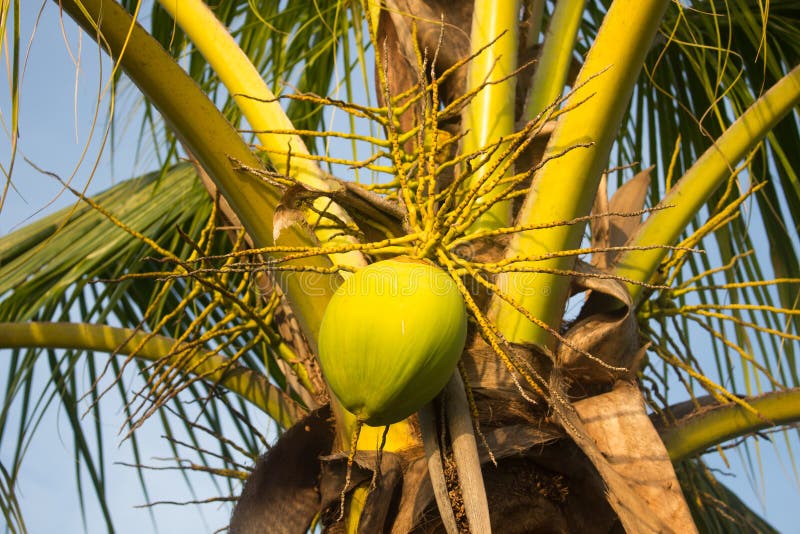 Green coconut at tree stock image. Image of natural 102087529