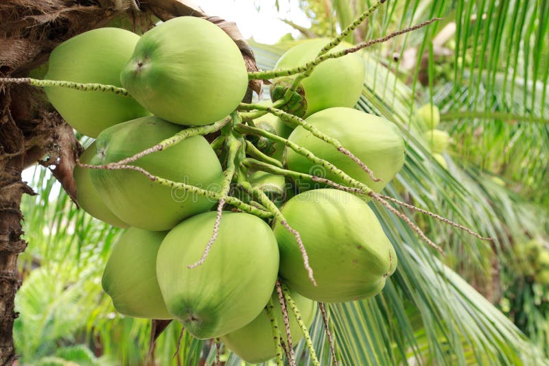 Green coconut at tree