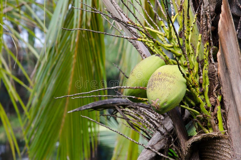 Green coconut at tree royalty free stock images
