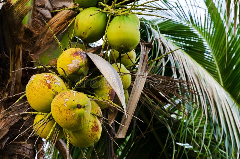 Green coconut at tree stock image. Image of floral, ingredient - 25752099