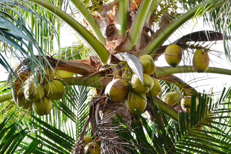 Green coconut stock photo. Image of bunch, nature, coconuts - 93087336
