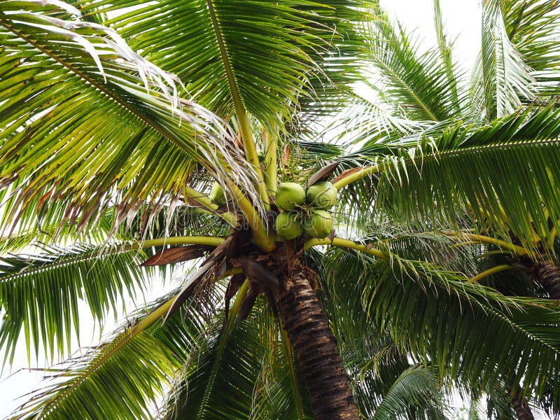 Green coconut stock image. Image of nature, cloud, milk - 93142689