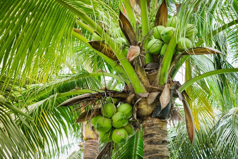 Green Coconut Tree For Background Or Texture. Stock Photo - Image of ...