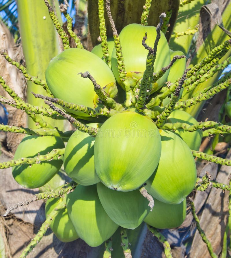 Coconut Tree Isolated on White Stock Photo Image of plant, leaf 48185984