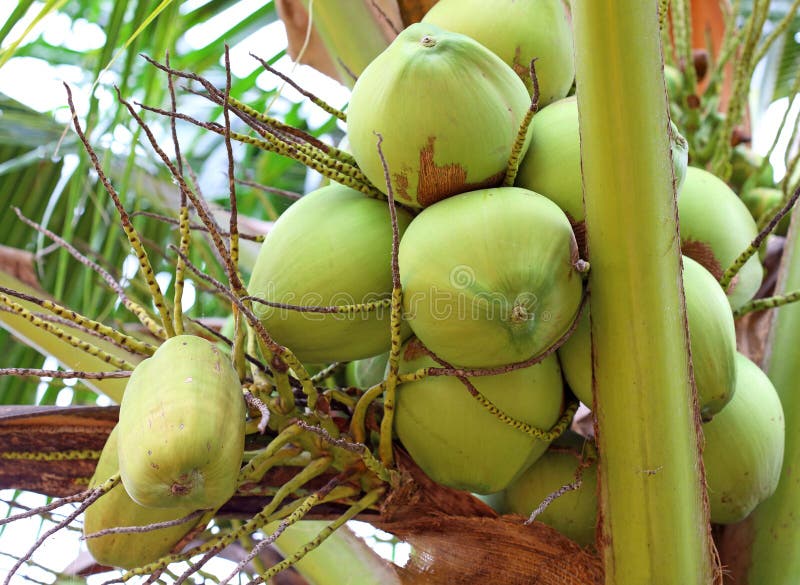 Green coconut at tree stock photo. Image of design, nature 32841920