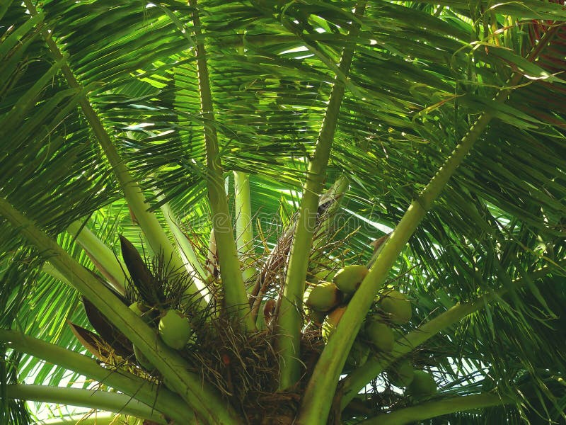 Green coconut tree in India bottom view stock image