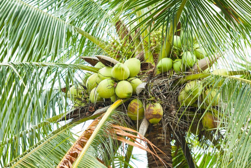 Green coconut at tree stock image. Image of exotic, organic - 32693373