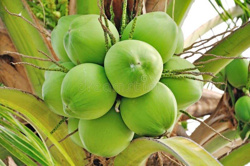Green Coconut Royalty Free Stock Photo Image 31019295