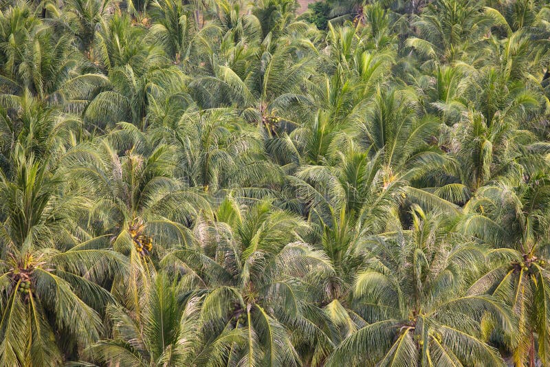 Green Coconut Trees Background, Top View Stock Image - Image of ...
