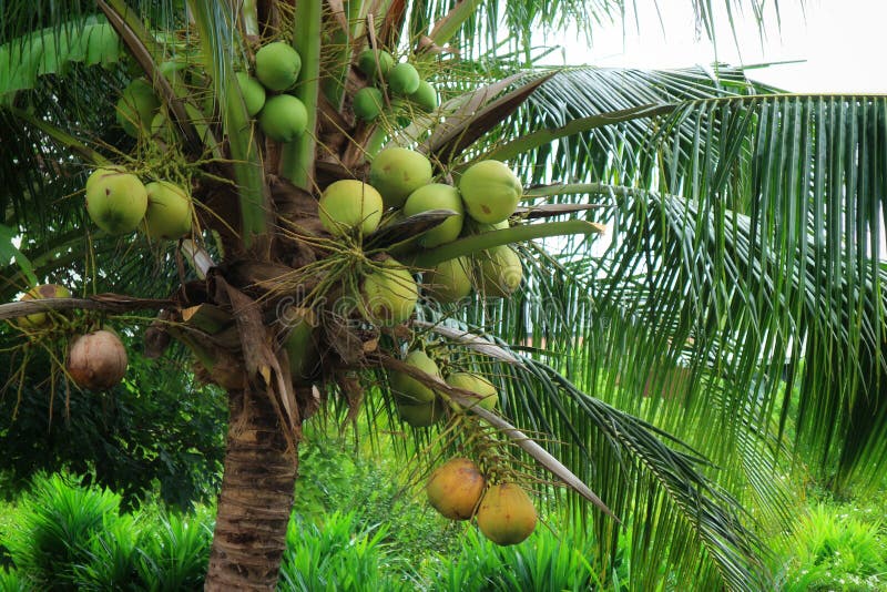 Coconut Groves & Paddy Fields Stock Image Image of fields, paddy