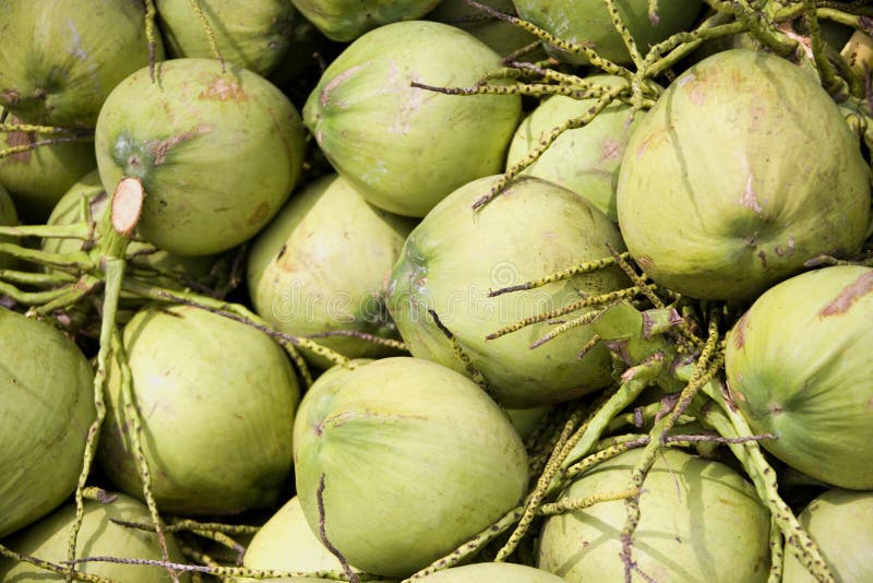Green coconuts stock image. Image of harvest, healthy 4037537