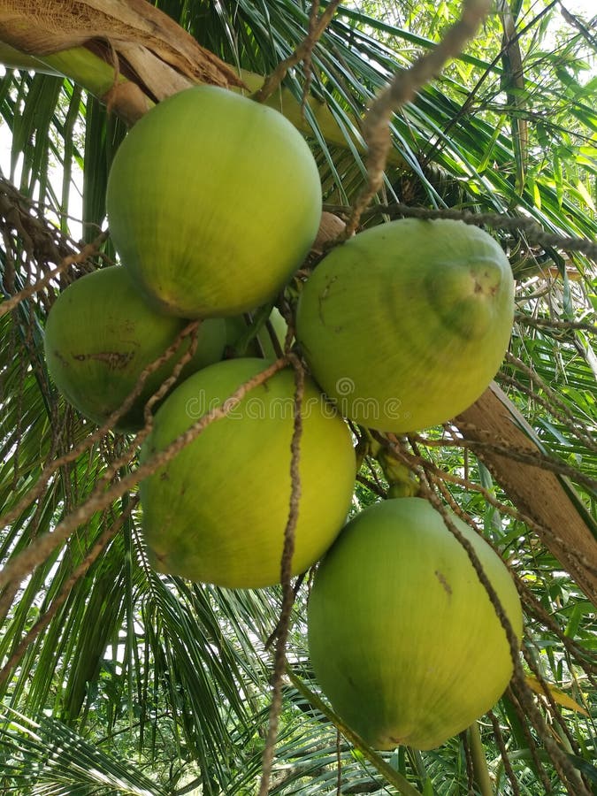 Green coconuts stock image. Image of drinking, green 117734199
