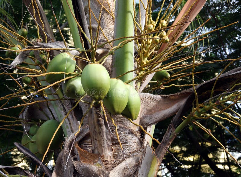 Green Coconuts on a Palm tree royalty free stock photo Green Coconuts on a Palm tree royalty free stock photo