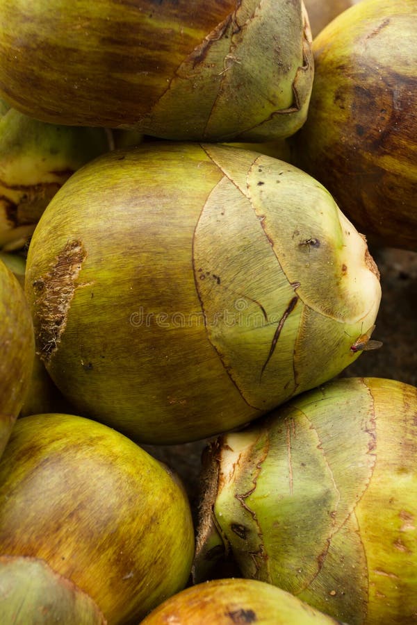 Green Coconuts Indian Style Stock Photos Free & RoyaltyFree Stock