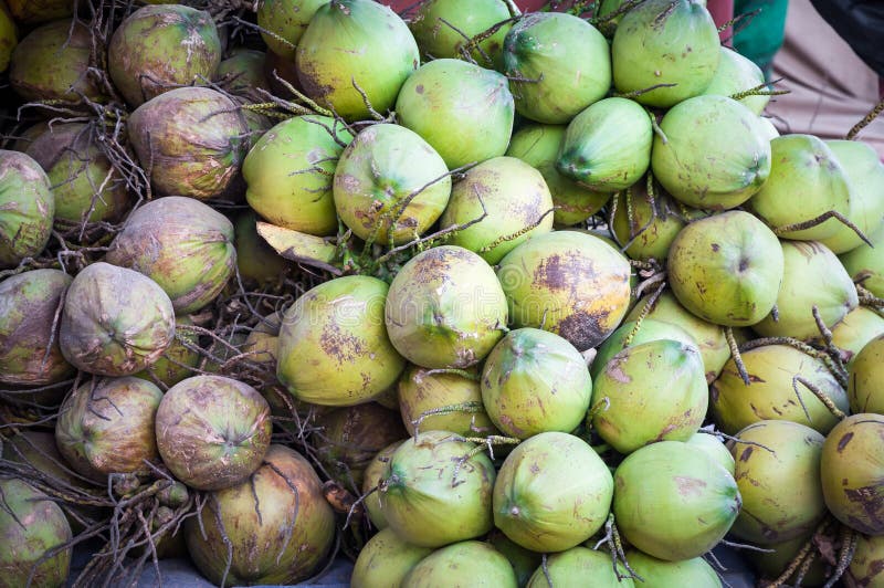 Green Coconuts Pile,fresh Coconut Water Isotonic Drink Stock Image