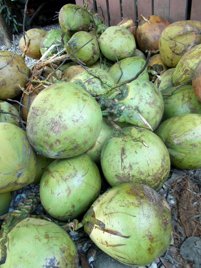 Green Papaya Fruits on the Tree Stock Image Image of closeup, eating