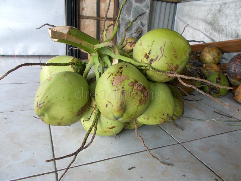 Green Papaya Fruits on the Tree Stock Image Image of closeup, eating