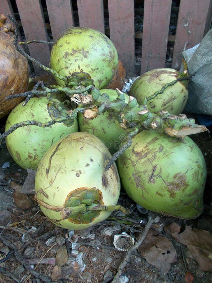 Green Papaya Fruits on the Tree Stock Image Image of closeup, eating