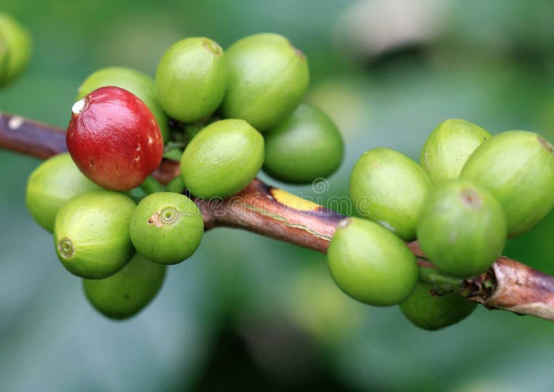 stock image. Image of coffee, fruit, green, thailand 62351859