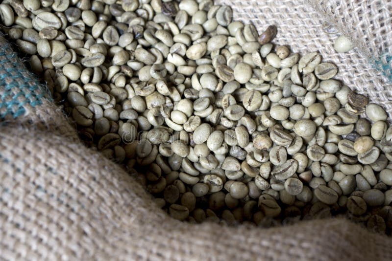 Green Coffee Bean Raw in Sack Stock Photo Image of health, coffee