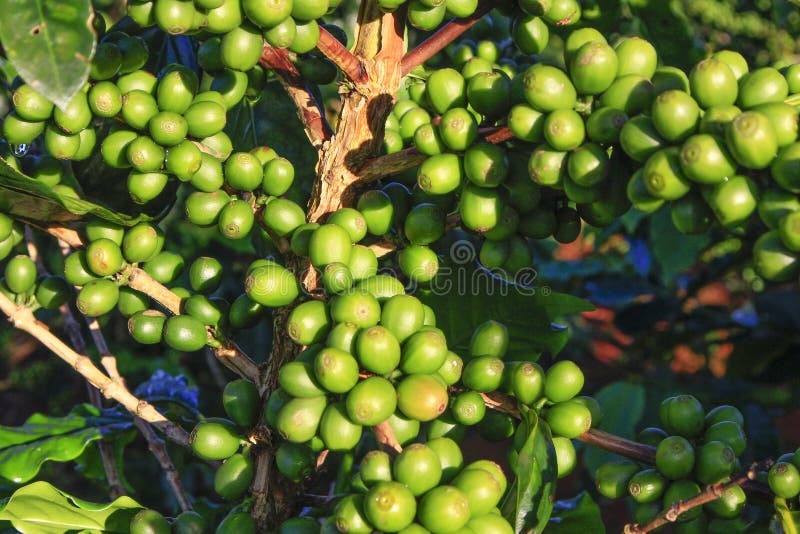Green Coffee Bean on Coffee Tree Stock Photo Image of farm, drink