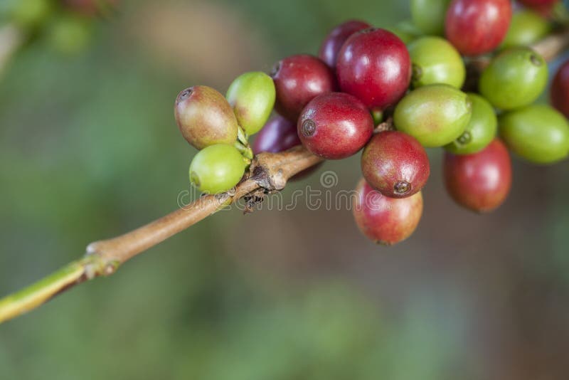 Green coffee beans stock image. Image of leaf, nature 22687715