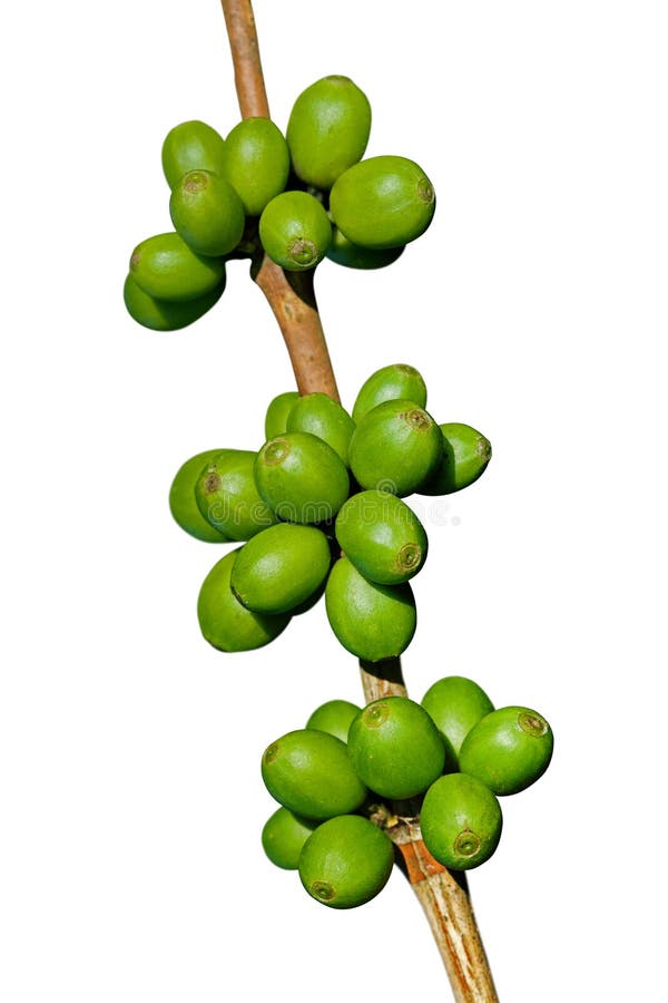 Green coffee beans