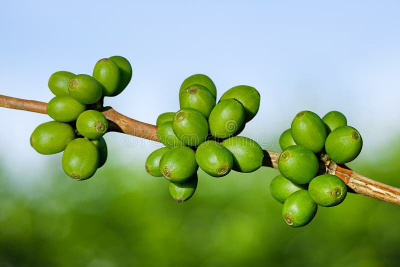 Green coffee beans stock image. Image of leaf, nature 22687715