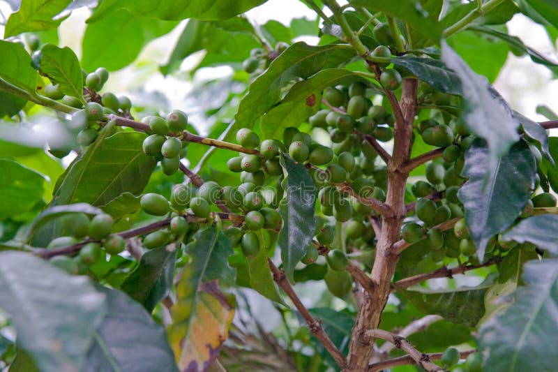 Green coffee beans