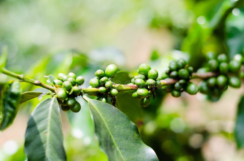 Green Coffee Beans on the Branch in Vietnam Stock Photo Image of