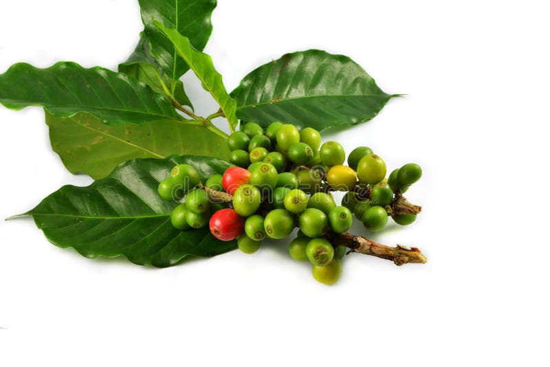 Green Coffee Beans with Leaf Stock Photo Image of isolated, roasted