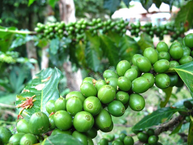 Green coffee beans stock image. Image of ripe, farm 105757339