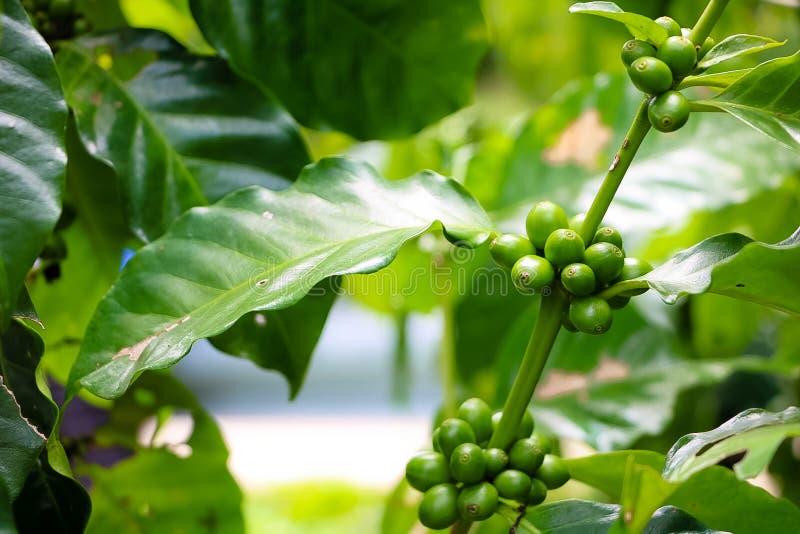 Green Coffee Beans, Green Leaves Stock Image Image of food, fruits