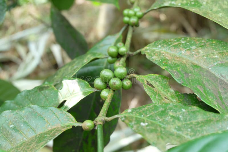 Green Coffee Beans Growing on the Branch Stock Image Image of food, depth 148639269
